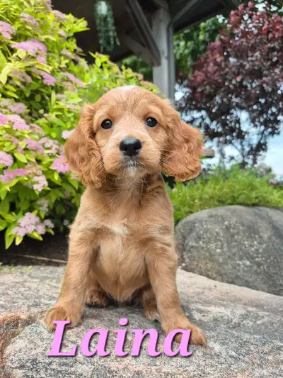 CUTE COCKAPOO PUPPIES!!!!!!!!, View more