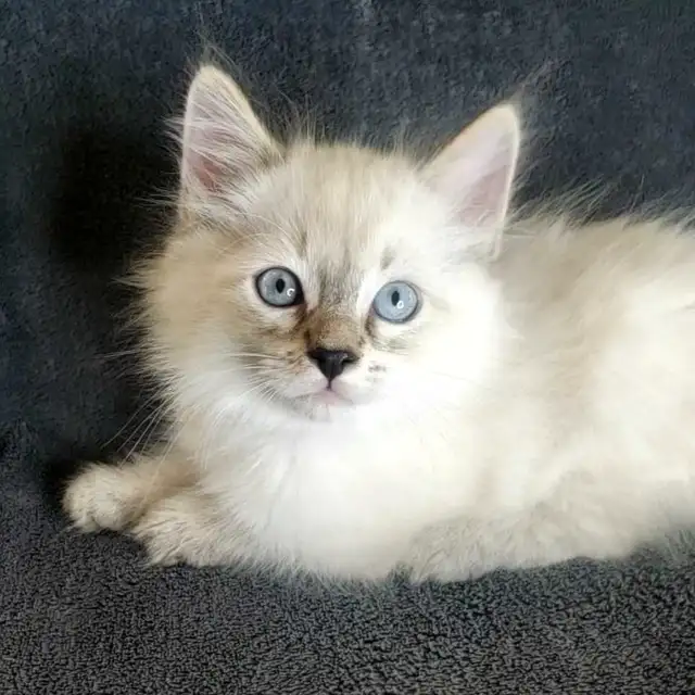 Hypoallergenic Siberian Kittens