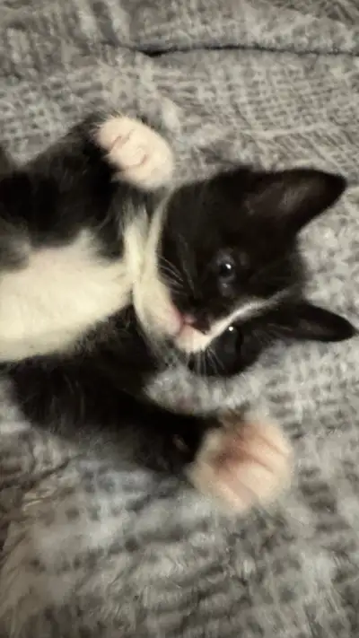 Kittens available , View more