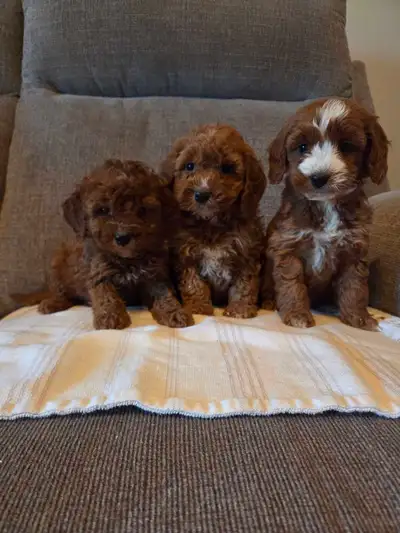 Adorable minature cockapoo puppies, View more