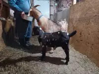 Milk goat and 6 week old male kid by side