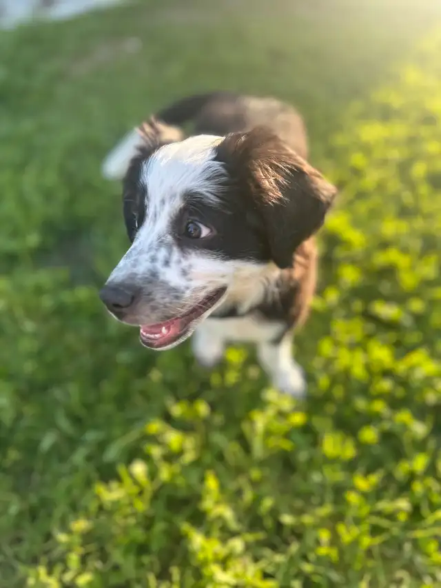 Miniature Australian Shepherd puppies in Dogs & Puppies for Rehoming in Ottawa - Image 6