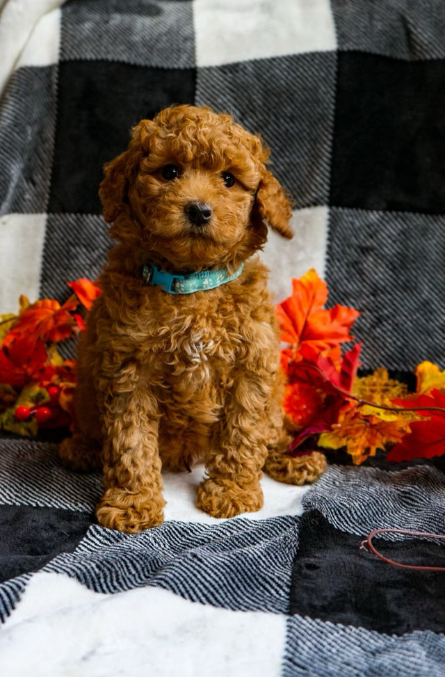 Arrived! Mini Labradoodle Spring Litter in Dogs & Puppies for Rehoming in Vancouver - Image 4