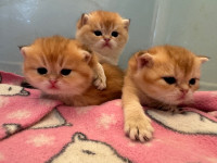 Purebreed Scottish straight kittens for sale