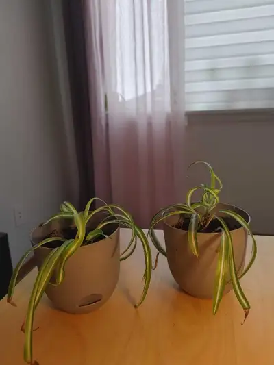 New Identical curly spider plants in  auto drianed planter, View more