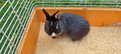 Male Netherlands dwarf bunny for sale, very friendly, comes with the cage.