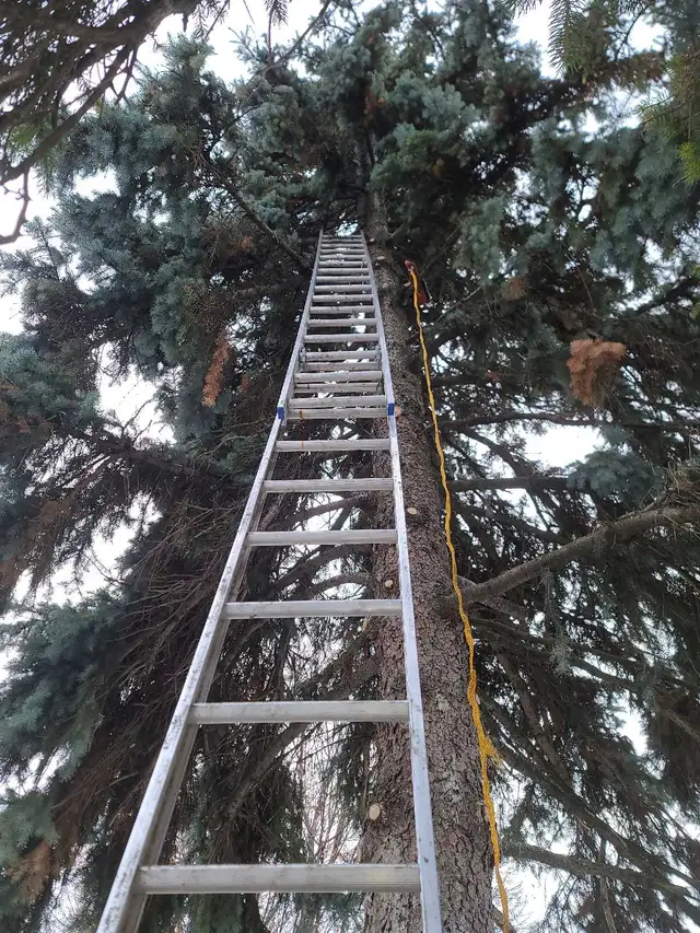 Tree Removal, Branch Removal Tree Cutting Service and Han in Lawn, Tree Maintenance & Eavestrough in Hamilton - Image 7