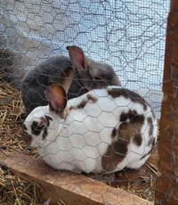14 week old bunnies