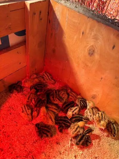 coturnix quail chicks , View more