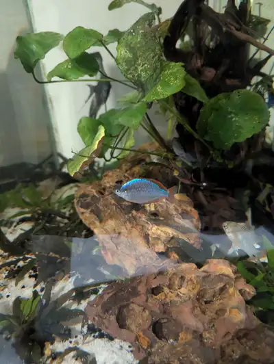 4x Neon Rainbow Fish Males, View more