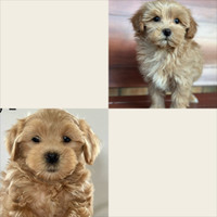 Shihpoo puppies *UPDATED*  1 boy and 1 girl left 