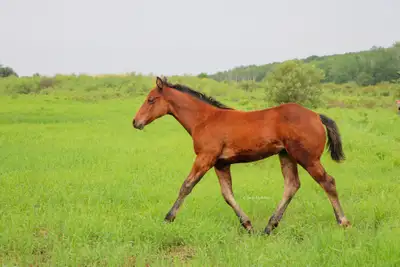 2026 AQHA X Driftwood fillies , View more