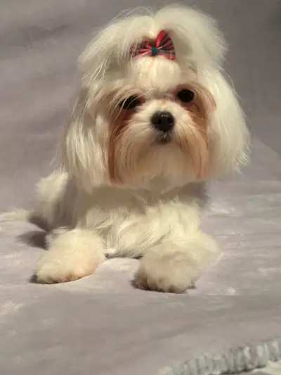 Femelle Bichon Maltais, View more