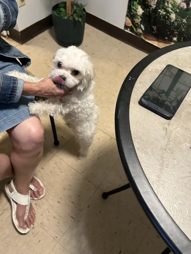 Korean Bloodline Maltese for adoption in Dogs & Puppies for Rehoming in Windsor Region - Image 10