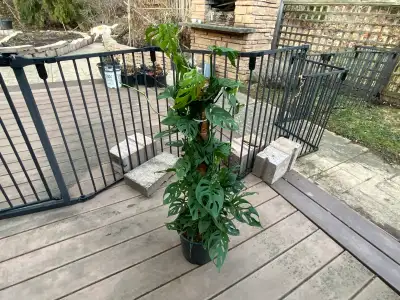 10" Monstera Adansonii / H90 cmOn Sale $ 65 each, View more