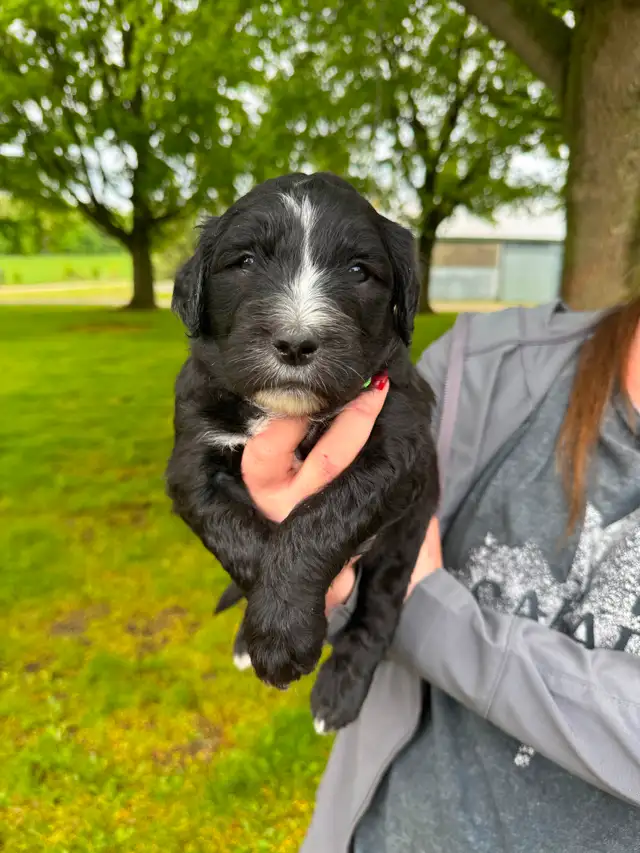 Old English sheepdog cross puppies for sale! in Dogs & Puppies for Rehoming in London - Image 2