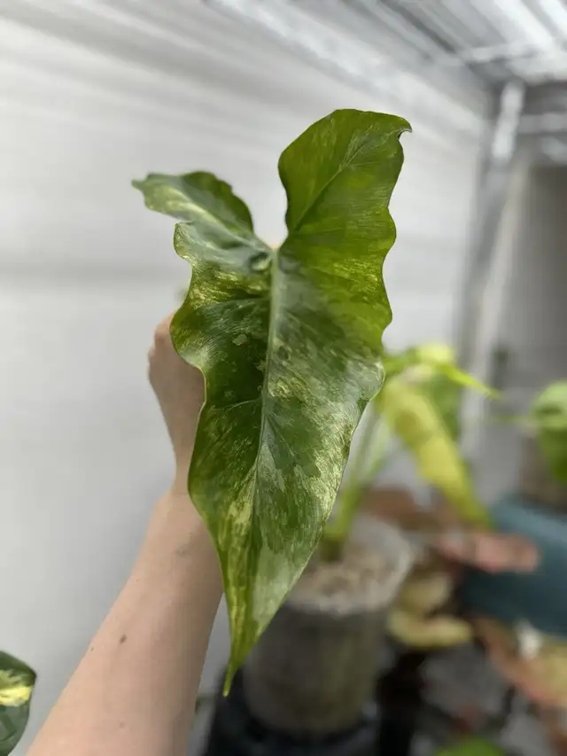Philodendron thaumatophyllum williamsii  in Plants, Fertilizer & Soil in Longueuil / South Shore - Image 6