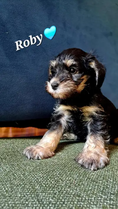 Chiots Schnauzer x Yorkshire, View more