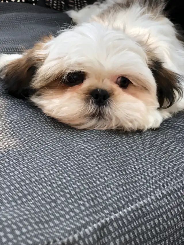 Chiot shih-tzu mix à adopter. in Dogs & Puppies for Rehoming in Laval / North Shore - Image 8