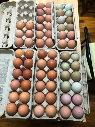 Barnyard mix day old chicks, View more