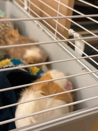 2 female guinea pigs, View more