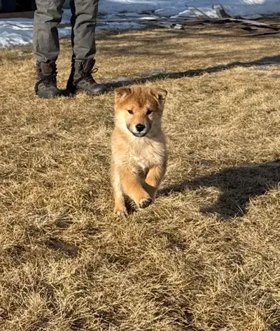 Pure Shiba Inu Puppie boy, View more