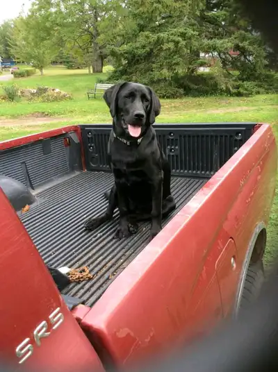 BLACK DOG TRUCKING . Reliable Older gentleman and dog will do moves, furniture, appliances, dump run...