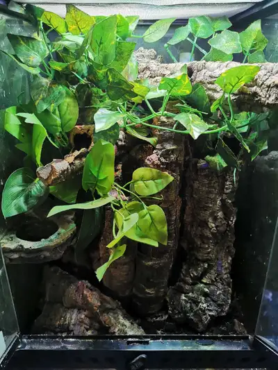 mourning gecko colony type c, View more