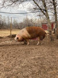 Hereford sows and boars for sale