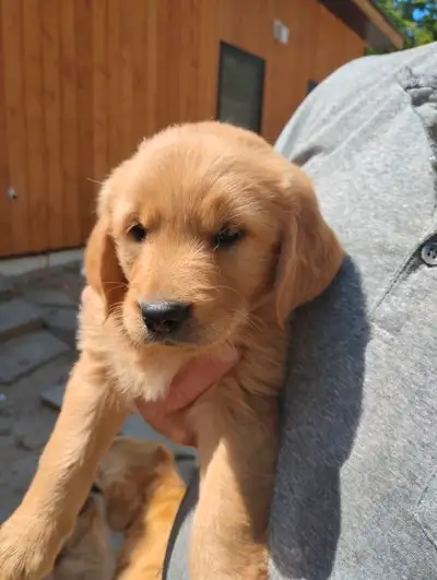 Adorable Purebred Golden Retriever Puppies, View more