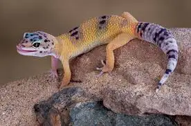 Recherche reptile a donner, View more