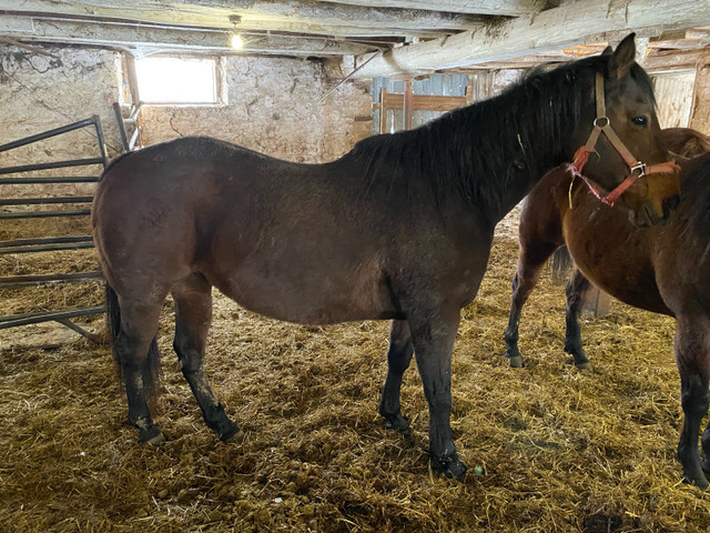 Racing / barrel racing brood mare in Horses & Ponies for Rehoming in Owen Sound - Image 3