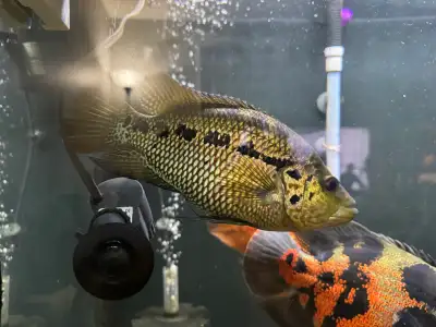 jaguar Cichlid, View more