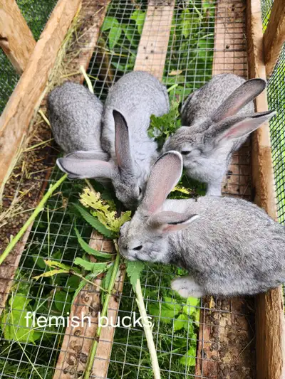 Pure flemish giants available New Zealand available Flemish new Zealand cross available. Description...