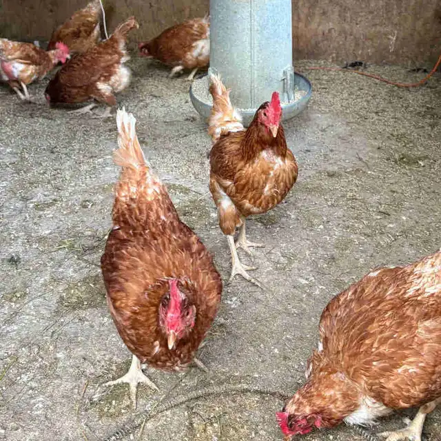 Sex-Sal-Link Two year old Hens