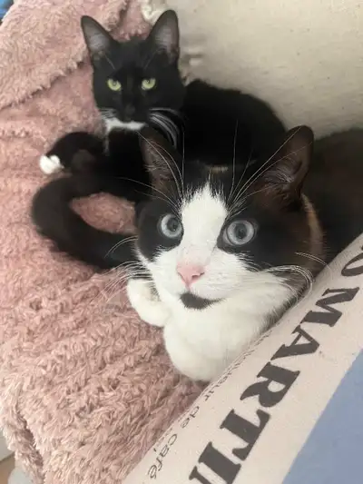 Chats à vendre, View more