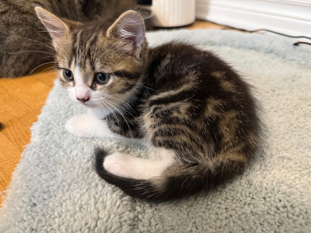 Deux femelles  cherchent une famille aimante ! dans Chats et chatons à adopter  à Longueuil/Rive Sud - Image 3