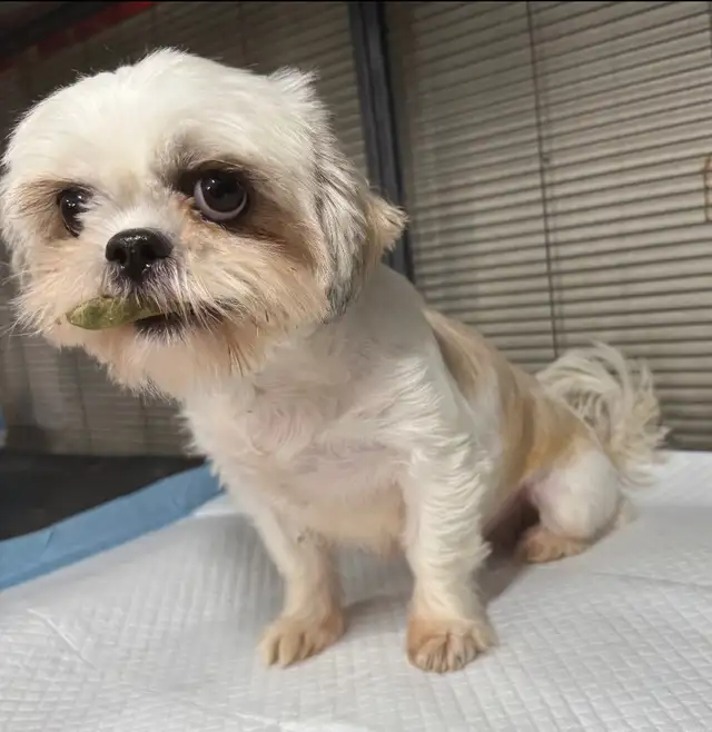Shih Tzu female in Dogs & Puppies for Rehoming in Ottawa - Image 4