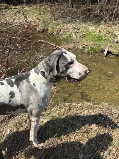 1yr old Great Dane, View more