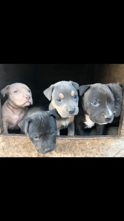 Beautiful Purebred Puppies!, View more