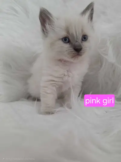 Ragdoll Kittens available (2 girls left), View more