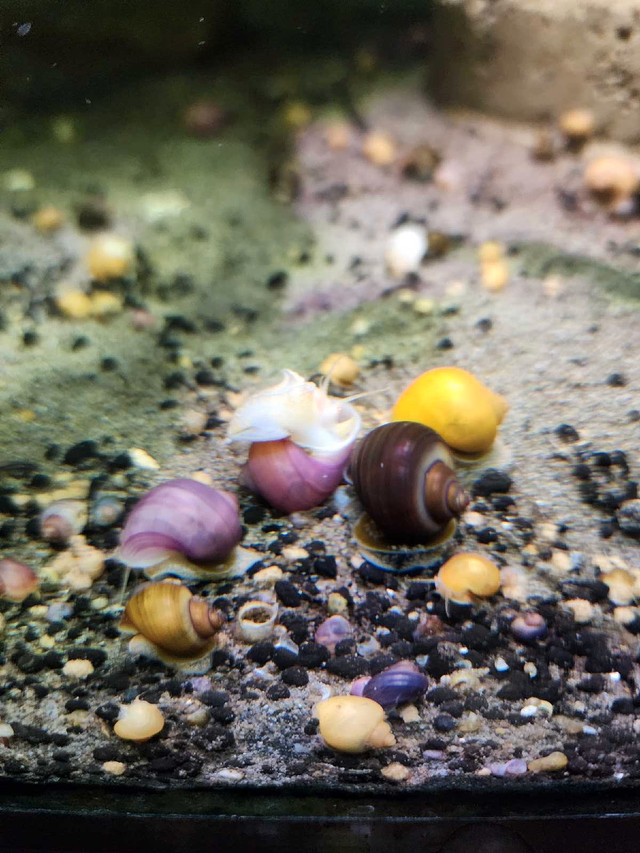 * 20pcs mystery Snail* in Fish for Rehoming in Calgary