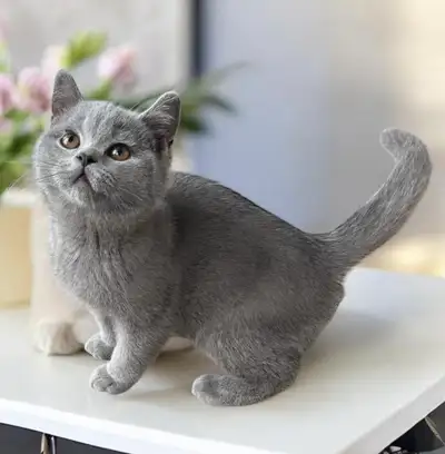 British shorthair male, View more