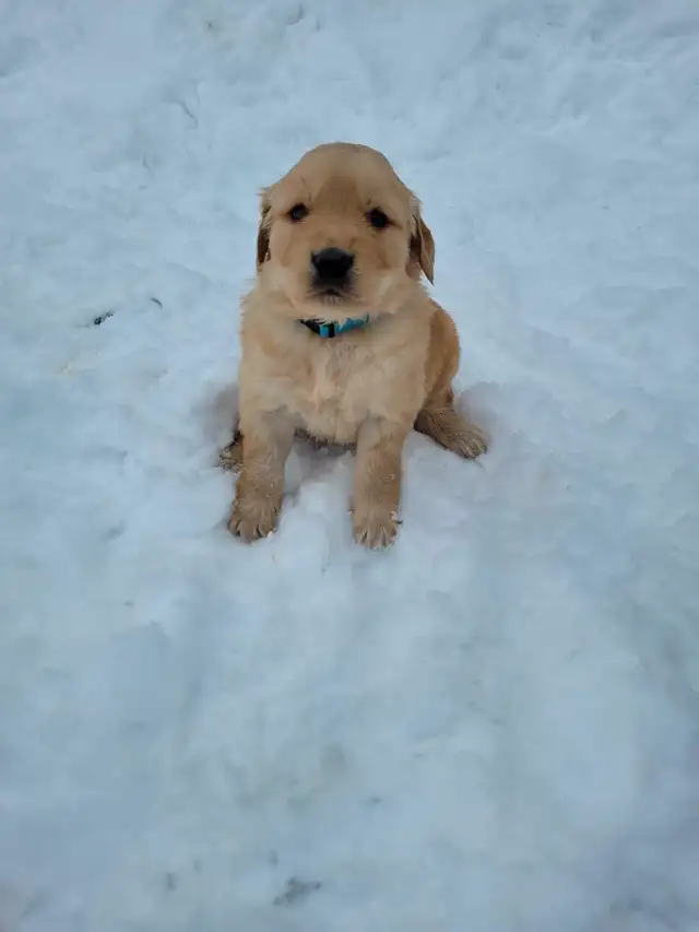 Réservation chiot Golden Retriever pour juin 2025 in Dogs & Puppies for Rehoming in Lac-Saint-Jean - Image 2