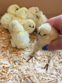 Purebred bearded & crested quality Silkie chicks available