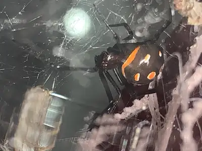 Latrodectus Menavodi - Black Widow, View more