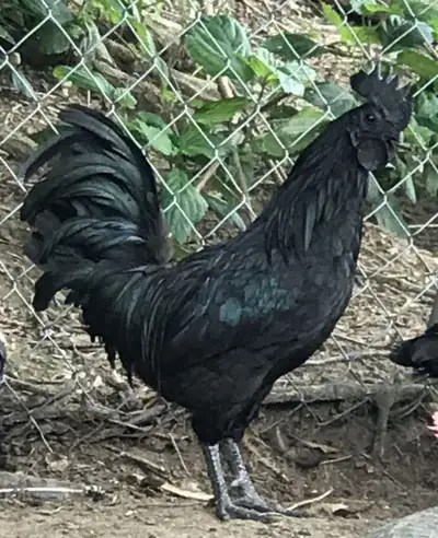 ●●ROOSTER ~ AYAM CEMANI ~ 10 MONTHS OLD, View more