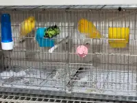 Yorkshire Canary Pair for Sale 