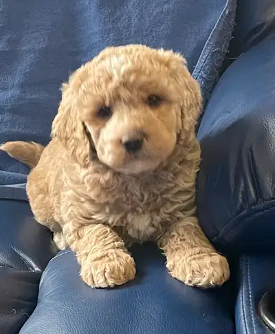 Gorgeous Cockapoo puppies , View more