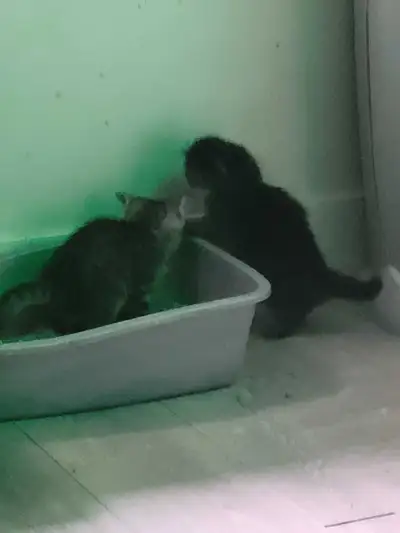 adorable kittens for sale, View more